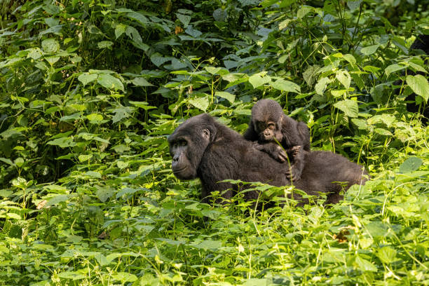 Gorilla Trekking in Uganda