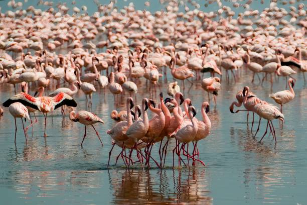 Lake Nakuru National Park