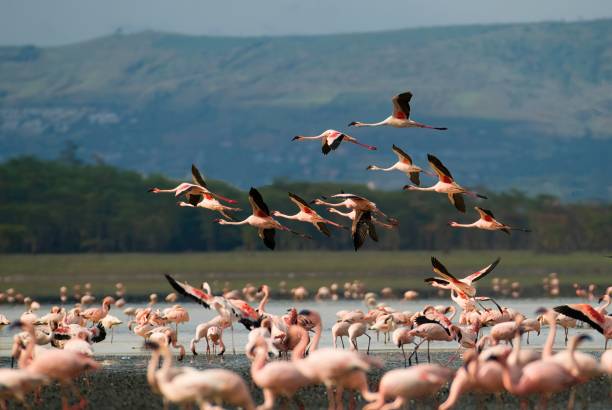 5 Day Lake Nakuru Safari