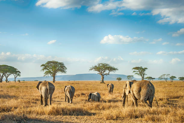 4 Day Serengeti Safari