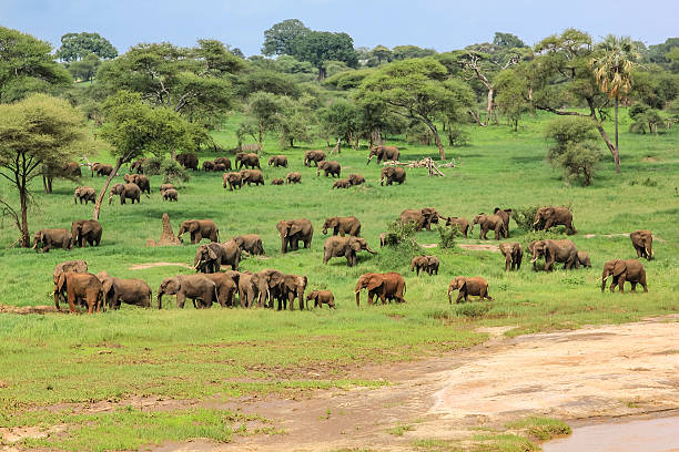 6 Day Tanzania Wildlife Safari