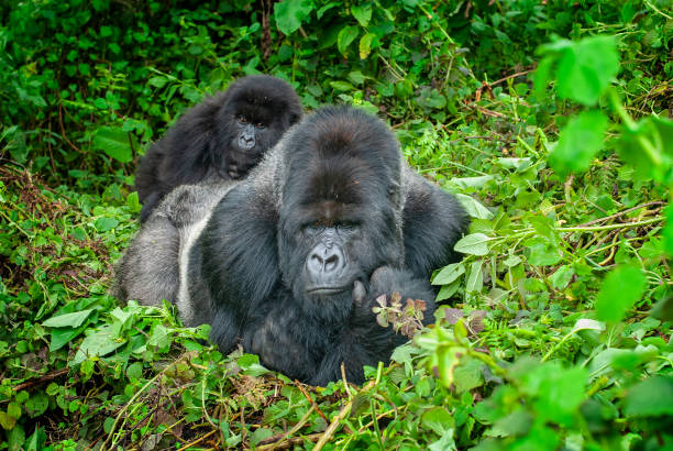 3 Day Gorilla Tracking Tour