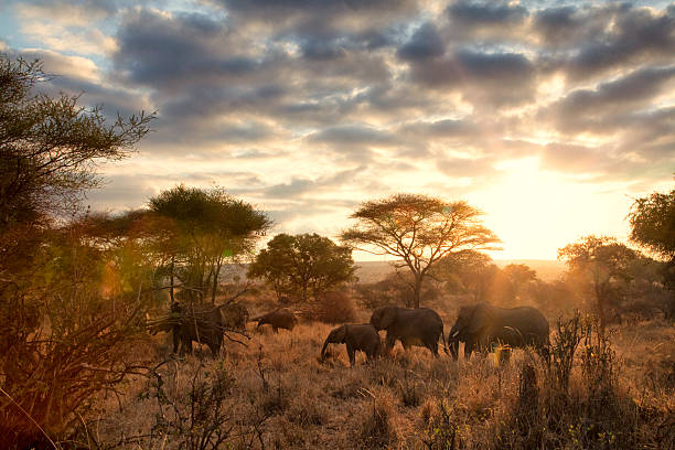 3 Day Tarangire Park Safari