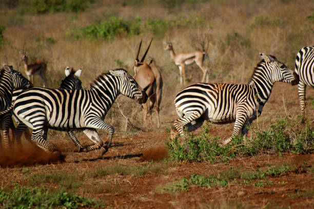 3 Day Tsavo West Safari