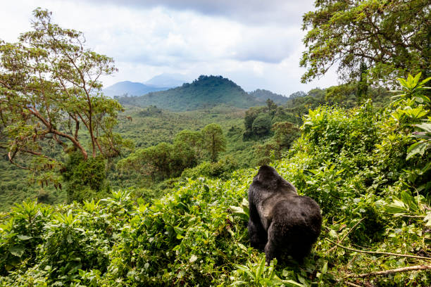 3 Day Volcanoes Park Safari