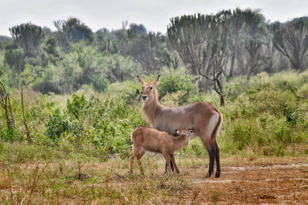 3 Day Wildlife Safari