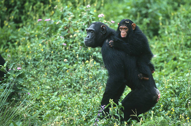 2 Day Chimpanzee Tracking Tour